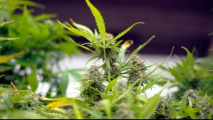 Ley antinarcos: ¿Cuándo se permite el cultivo de cannabis para uso medicinal?