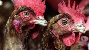 Gripe aviar: Declaran emergencia agrícola en provincia de Concepción
