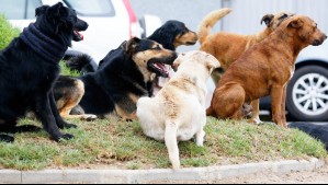 Mujer muere tras ser atacada por jauría de perros en Buin