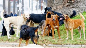 'Estamos devastados... es una pesadilla': El testimonio de la dueña de perros que mataron a su vecina