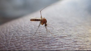 Académica vincula hallazgo de mosquito transmisor de enfermedades virales con el cambio climático