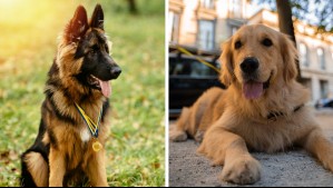 Son súper obedientes: Estas son las razas de perros más fáciles de entrenar