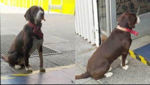 'El perro está esperando': Buscan dueño de cachorro que fue olvidado en local de votación