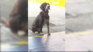 Ya está con su familia: Perrito perdido en local de votación volvió a su hogar