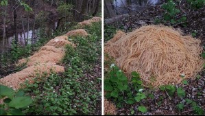 200 kilos de pasta fueron botados en un bosque de Estados Unidos: Vecino habría resuelto su misterioso origen