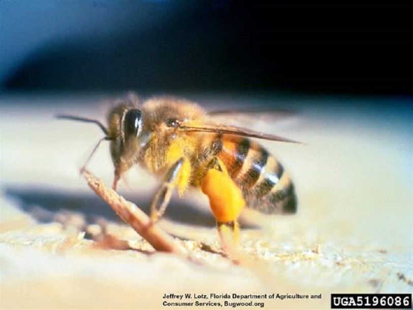 Así es la abeja africanizada, similar a la que circula en Chile (Pest World)