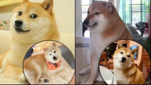 Dueña revela 'grave estado de salud' de Cheems, el perrito meme