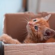 Revisa qué dice la ciencia sobre la fascinación de los gatos con las cajas y la habilidad que tienen para sentarse en una de ellas, por muy pequeña, deforme o falsa que sea