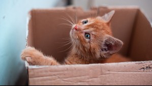 ¿Por qué los gatos aman tanto las cajas?