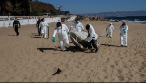 Influencia aviar: Sernapesca reporta más de 7.000 animales marinos muertos en costas chilenas