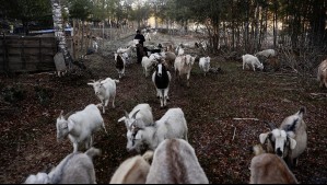 Proyecto 'Buena Cabra': Así es como rebaños de dichos animales protegen bosques de incendios en el sur de Chile
