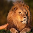 Un león en Kenia, considerado como uno de los más longevos del mundo en estado salvaje, murió tras ser abatido por pastores masái en este país de África oriental.