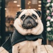Conoce cuáles son las mejores razas de perros para vivir dentro de un espacio pequeño, como un departamento, según un entrenador de perros que crea contenido en TikTok.