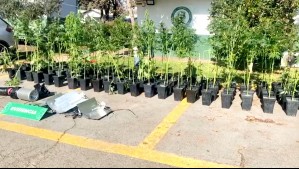 Llamado anónimo lo acusó de tener 134 plantas de marihuana y al llegar la policía dijo que eran de su arrendatario