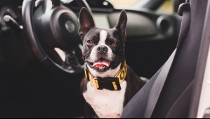 Hombre conducía ebrio y a exceso de velocidad: Dejó a su perro al volante cuando fue descubierto por la policía en EEUU