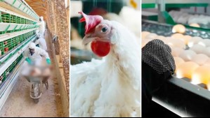 Casi 900 mil aves muertas y 200 familias sin trabajo: Las dramáticas consecuencias de la gripe aviar en Chile