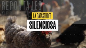 La catástrofe silenciosa: Las dramáticas consecuencias tras llegada de gripe aviar a Chile