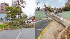 Fuerte viento genera cortes de luz y caída de árboles en comunas del sector oriente de Santiago