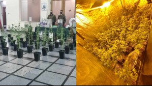 Lo estaban fiscalizando por ruidos molestos y terminó detenido por tener gran cultivo de marihuana en su departamento
