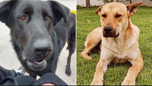 'Nos duele lo sucedido con Negri y Llorón': Universidad condena asesinato de perros para ser usados en clase de anatomía