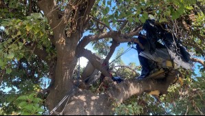 La historia de la misteriosa carpa instalada arriba de un árbol en Maipú