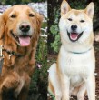 Conoce cuáles son las seis razas de perros más leales. Estos canes te darán su amor incondicional, seguirán tus órdenes, llegarán a ti en cuanto los llames y revisarán si te encuentras bien
