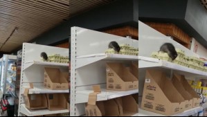 'Ese es un guarenazo': Denuncian presencia de un ratón en una alacena de un supermercado de Loncoche