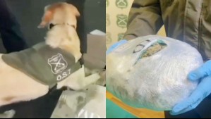 Pareja simuló una mudanza pero estaban trasladando 16 mil dosis de marihuana