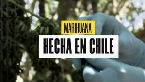 Marihuana hecha en Chile: Detectan plantaciones indoor de cannabis modificada genéticamente