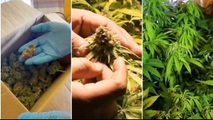 Más poder tóxico y mayores ganancias: Detectan plantas de marihuana alteradas genéticamente en Chile