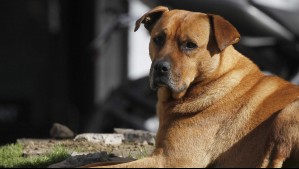 Denuncian que un perro fue atendido en Unidad de Oncología del Hospital Base de Valdivia: Se instruyó sumario