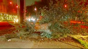 Árbol cae en plena Alameda tras ser chocado por vehículo: Ocupantes se dieron a la fuga