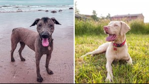 Hay uno que tiene 'dos narices': Estas son las razas de perros más raras del mundo