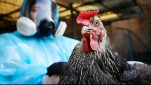 Confirman casos de gripe aviar en plantel industrial de la Región Metropolitana