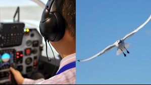 Piloto capta las consecuencias del impacto de un ave contra su avioneta
