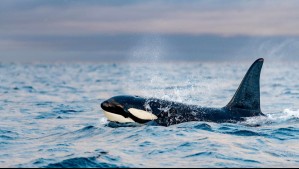 ¿Por qué las orcas atacan a los barcos? Esta es la explicación de los expertos