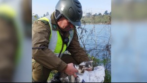 Carabineros rescata a gatos abandonados en un saco a las orillas del río Cautín