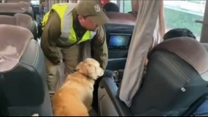 Video del momento en que perrita desenmascara a pasajero de bus que llevaba millonario cargamento de marihuana