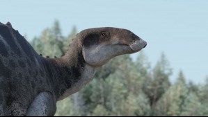 'Gonkoken nanoi': Identifican a dinosaurio con pico de pato que habitó la Patagonia chilena