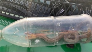 Hallan culebra abandonada en la vía pública de La Granja: Es una especie venenosa