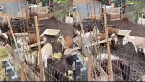 Había llamas, caballos, cerdos y vacas: Desbaratan matadero clandestino en Cartagena