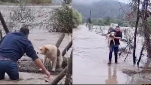 Video muestra a hombre rescatando a perrito aislado en medio del agua en Linares