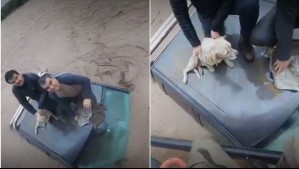 Video muestra rescate de cuatro personas y un perrito aislados en Talagante: Dos eran carabineros