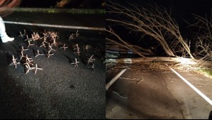 Ruta del Itata se encuentra cortada: Antisociales dejaron miguelitos y árboles en la vía para escapar de presunto robo