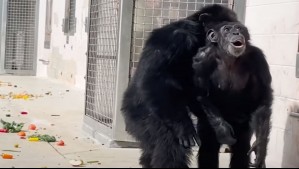 Estuvo enjaulada toda su vida: Así fue la reacción de una chimpancé tras mirar hacia el cielo por primera vez