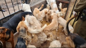 Rescatan a más de veinte perritos en casa de Conchalí: Animales presentaban señales de maltrato