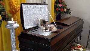 'Me partió el alma': Gatita no se despegó del ataúd de su fallecido amo durante todo su funeral