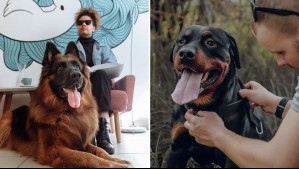 Siempre te protegerán: Estas son 6 razas de perros considerados como los mejores guardianes