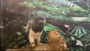 Polémica por águila mora en exposición de centro comercial en San Bernardo: Acusan maltrato y dueño se defiende