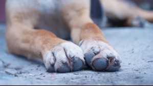 Joven murió al ser atacada por dos perros en Argentina: Un vecino los mató en defensa de su hija de 7 años
